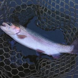 大安トラウトレイク釣果